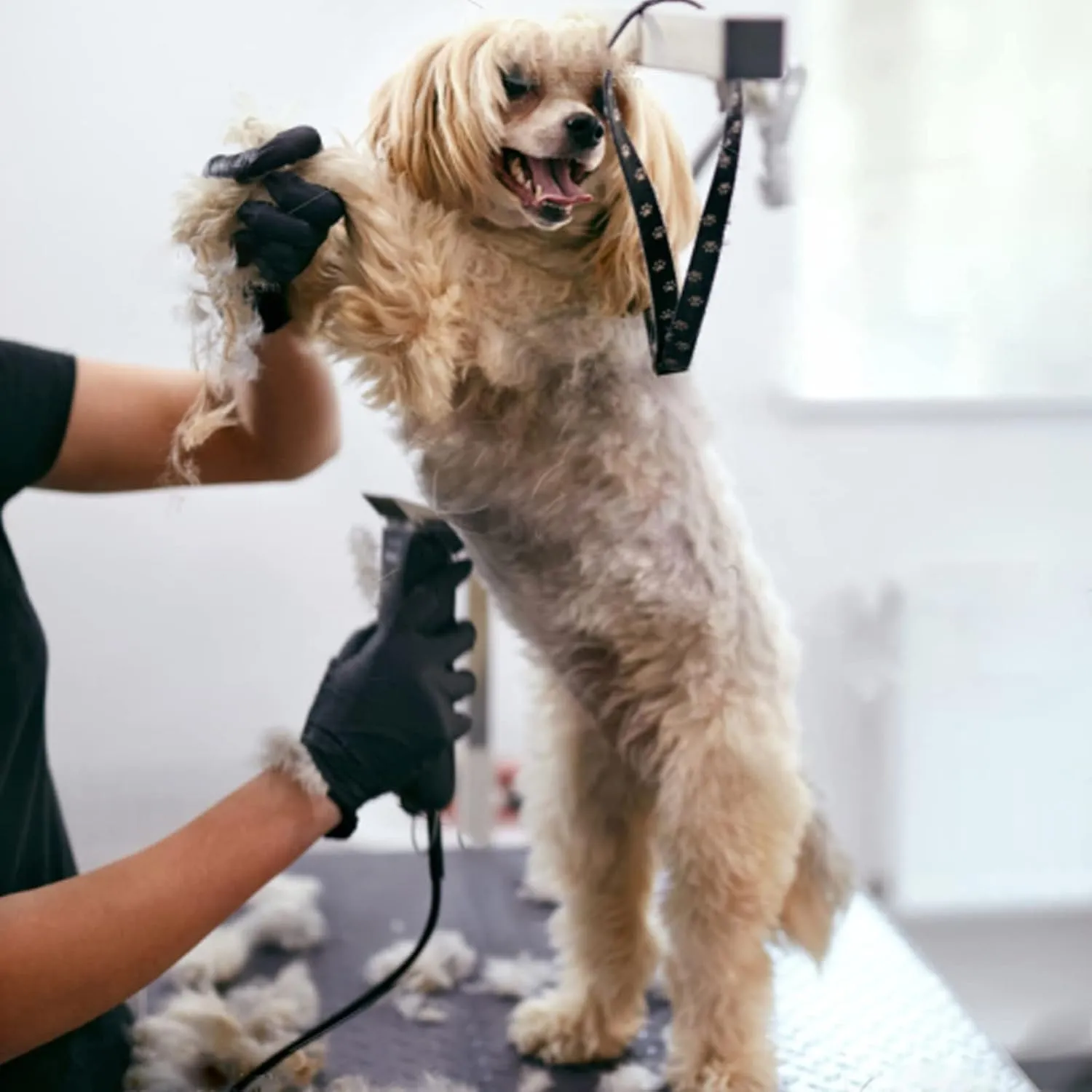 5PACK Dog Grooming Clipper Replacement Blades Compatible with Andis Pet Clipper/Oster A5/Wahl KM Series Dog Clipper with Ceramic Blade & Stainless Steel Blade (#10 5FC 7FC 3FC 4FC)