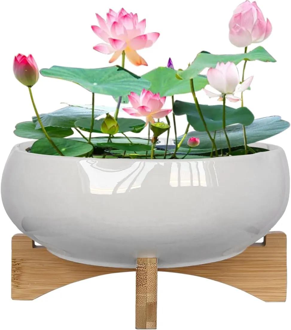 MUZHI White Ceramic Water Lotus Bowl Planter Pot with Bamboo Stand 7.8”, Lotus Shape Hydroponic Water Lily Flower Pot