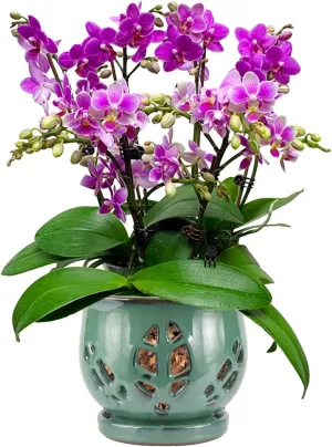 W&W Orchid Pot with Holes and Saucer for Repotting, Green, 6.5 Inches